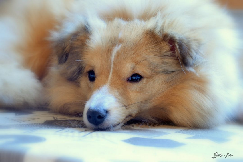 Geraldine Gemini Dancing in the wind